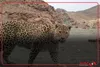 تصاویر ثبت شده از پلنگ ایرانی در سالوک
