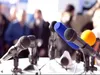 خبرنگاری؛ رسالتی بزرگ برای پاسداری از حقیقت