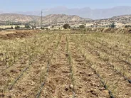 اجرای طرح خشکه‌کاری برنج در چگنی در راستای مدیریت مصرف آب لرستان