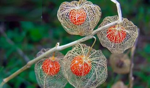 دستیابی ایران به کشت سلولی گیاهی برای تولید ترکیبات ضد سرطان