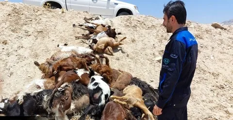 آغاز تحقیقات علت رهاسازی و تلف شدن ۳۰ رأس بز در بهیهان / دفن بهداشتی لاشه ها انجام شد