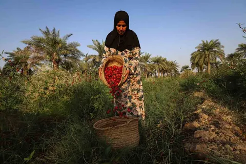پیش بینی برداشت ۲۰ تُن چای ترش از مزارع کارون