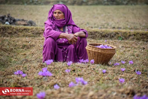برداشت زعفران در کشمیر
