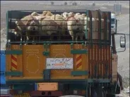 نقل و انتقال دام فقط با مجوز بهداشتی دامپزشکی امکان پذیر است