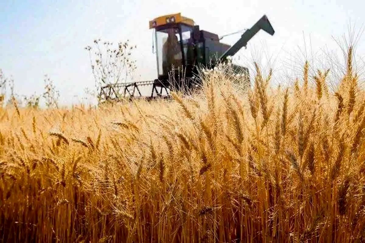 پرداخت ۵۰ درصد مطالبات کلزاکاران قزوین؛ روند تسویه کامل با جدیت ادامه دارد