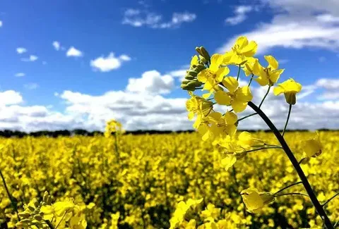 خرید کلزا در لرستان از مرز ۱۵۰۰ تن گذشت