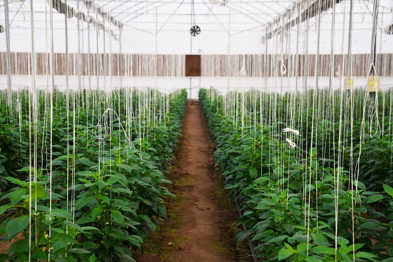 چشم‌انداز ۳۳۵ هکتاری شهرک گلخانه‌ای خراسان شمالی؛ فرصت‌ها و چالش‌ها