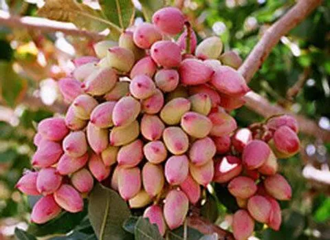 محصول پسته ۲۱ پسته کار ابرکوهی شناسنامه دار می‌شود