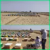 آغاز طرح سراسری سرشماری زنبورستان‌ها در خراسان جنوبی