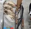 متخلفان شکار در دالاهو دستگیر شدند/ کشف لاشه چهار کبک وحشی و دو قبضه سلاح شکاری در دالاهو