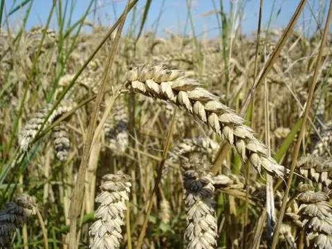 تلاش کردستان برای تحقق امنیت غذایی کشور با آغاز خرید تضمینی گندم