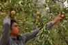 پیش‌بینی برداشت ۱۵۰۰ تُن سیب از باغ‌های خراسان جنوبی