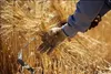 خرید تضمینی گندم در سال زراعی جاری ۸.۵ درصد رشد داشت