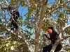 سقوط مرگبار از درخت  جان مرد ۵۰ساله را گرفت