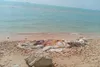 برخورد با شناور، علت مرگ نهنگ ۱۰ تنی در بندر چارک بود