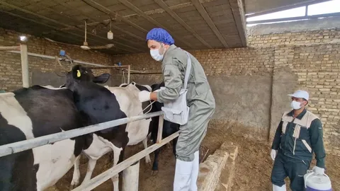 آغاز واکسیناسیون سراسری تب‌برفکی/ ۶۶ میلیون رأس دام تحت پوشش قرار می‌گیرند