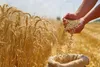آغاز خرید تضمینی گندم از اواخر فروردین