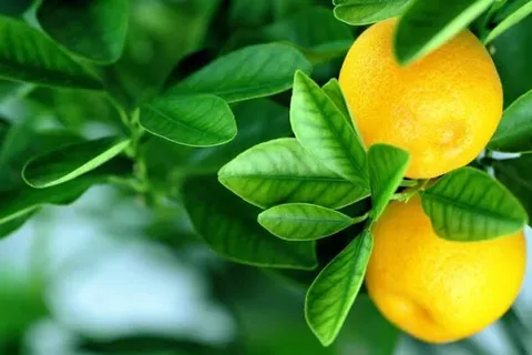 ابلاغ دستورالعمل اجرایی مدیریت بیماری ویروس رگبرگ روشنی زرد مرکبات