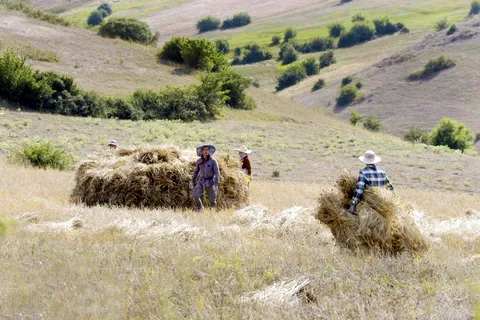 مشارکت ۲۰۰ هزار کشاورز آذربایجان‌غربی در طرح پایداری عملکرد دیم‌زارها