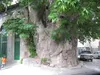 چنار و نارون‌های کهنسال ایران ثبت ملی می‌شوند