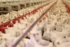 ذخیره‌سازی ۶۵۰ تُن مرغ در همدان