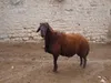 شناسایی دقیق‌ترین مدل رشد برای گوسفندان نژاد افشاری