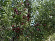 رتبه نهم  لرستان در حوزه باغبانی