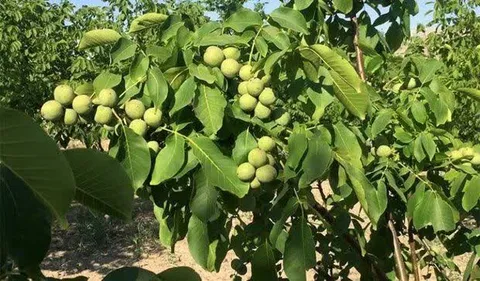 پیش‌بینی برداشت ۳۶۲۵ تن گردو از باغات پاوه
