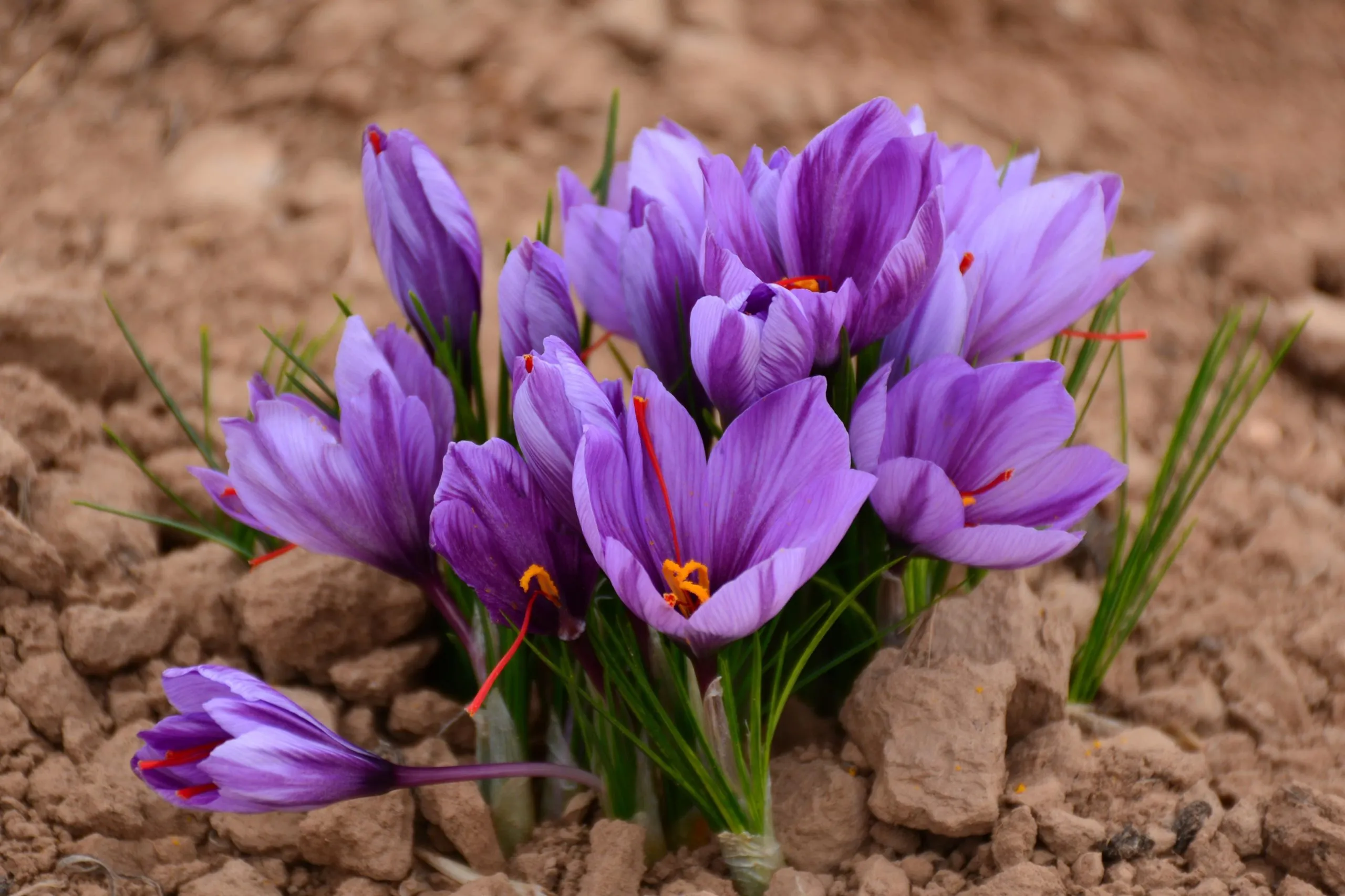 پیش‌بینی برداشت ۱۹۵ کیلو زعفران در استان آذربایجان‌غربی
