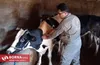 مایه کوبی بیش از ۴ میلیون رأس دام در لرستان