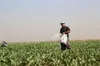 توزیع بیش از ۲۴ هزار تن کود کشاورزی در همدان از ابتدای سال