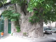 چنار و نارون‌های کهنسال ایران ثبت ملی می‌شوند