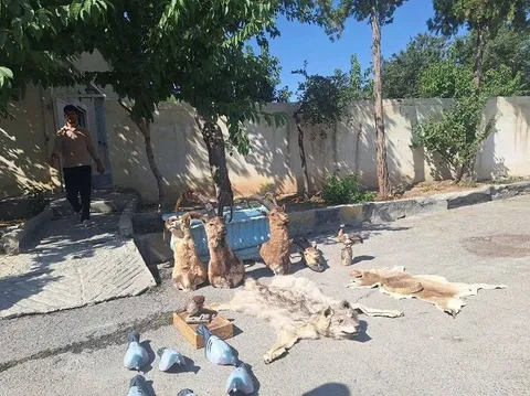 کشف و توقیف یک محموله سلاح، مهمات و تاکسیدرمی حیات‌وحش در چهارمحال و بختیاری